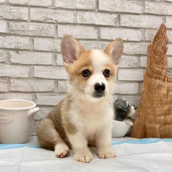 Mimi