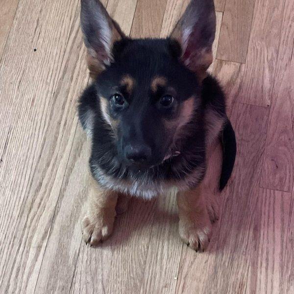 ROXY (6)