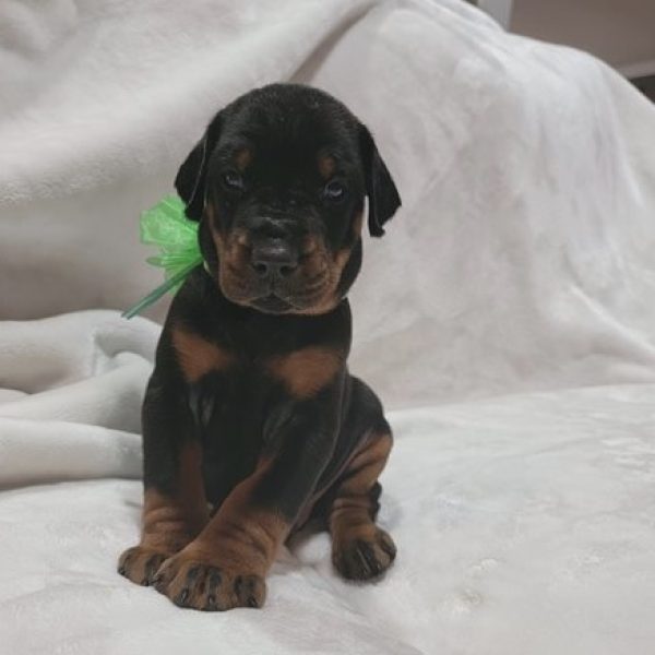Riggs