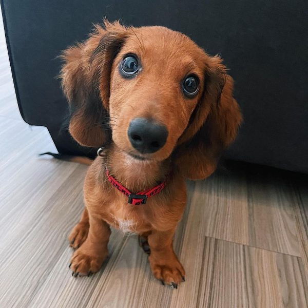 tucker (6)